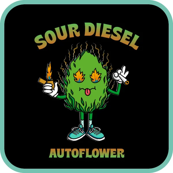 Simba Seeds Sour Diesel – Autoflower