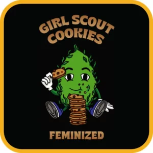 Simba Seeds Girl Scout Cookies – Feminized