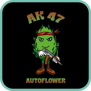 Simba Seeds AK47 โ Autoflower