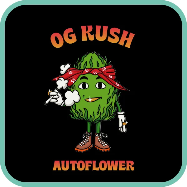 Simba Seeds OG Kush β Autoflower