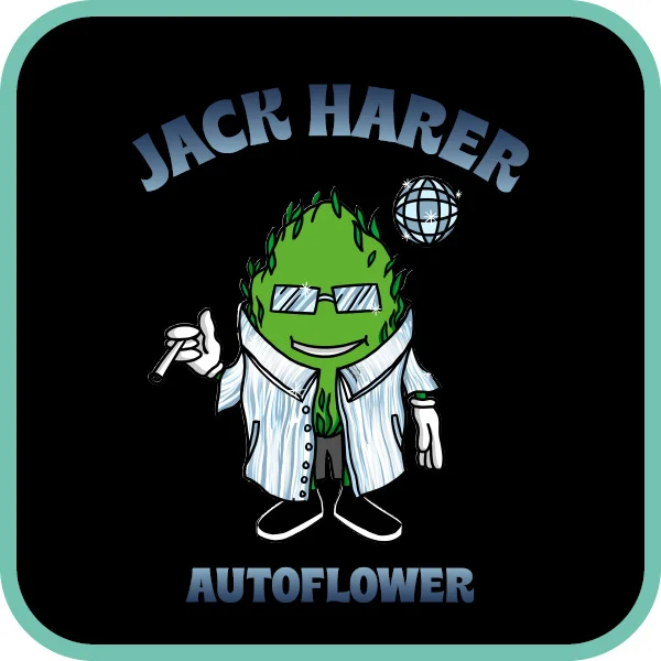 Simba Seeds Jack Herer β Autoflower