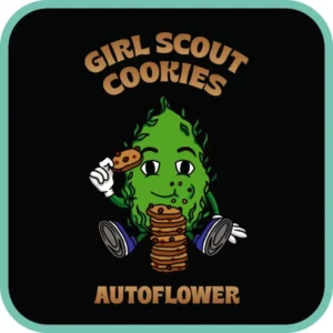Simba Seeds Girl Scout Cookies – Autoflower