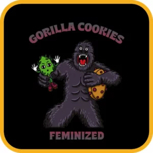 Simba Seeds Gorilla Cookies – Feminized