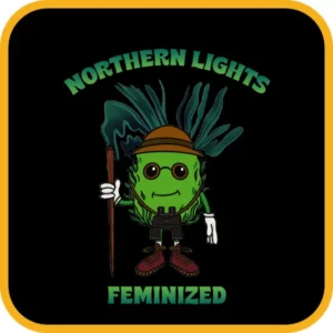 Simba Seeds Northern Lights – Feminized