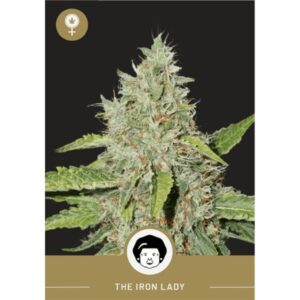 President Seeds β Iron Lady β Feminized