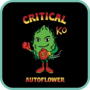 Simba Seeds Critical – Autoflower