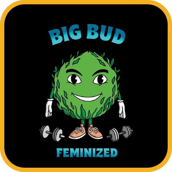 Simba Seeds’ Big Bud – Feminized