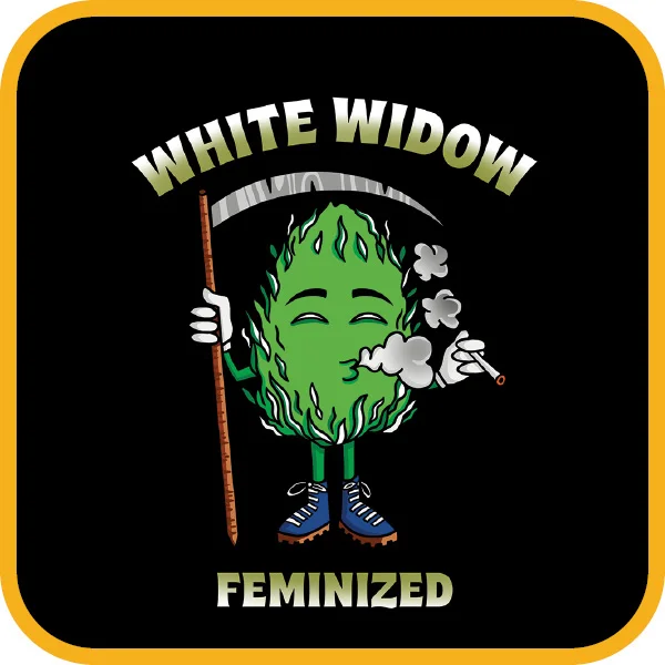 Simba Seeds White Widow – Feminized