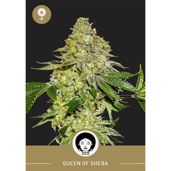 President Seeds – Queen of Sheba – Feminized