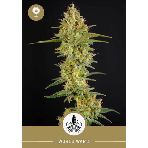 President Seeds – World War 3 – Feminized