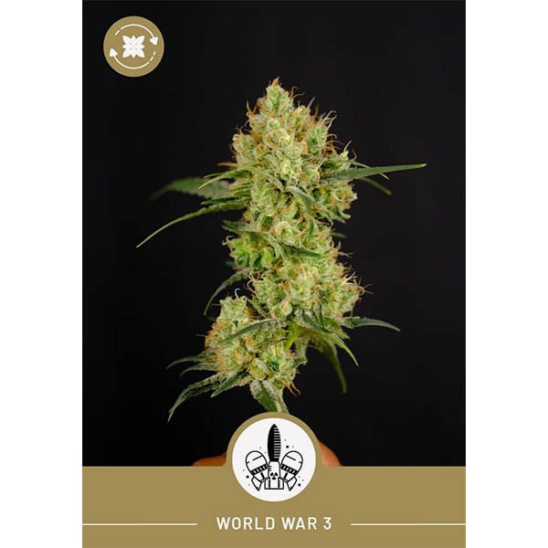 President Seeds – World War 3 – Autoflower