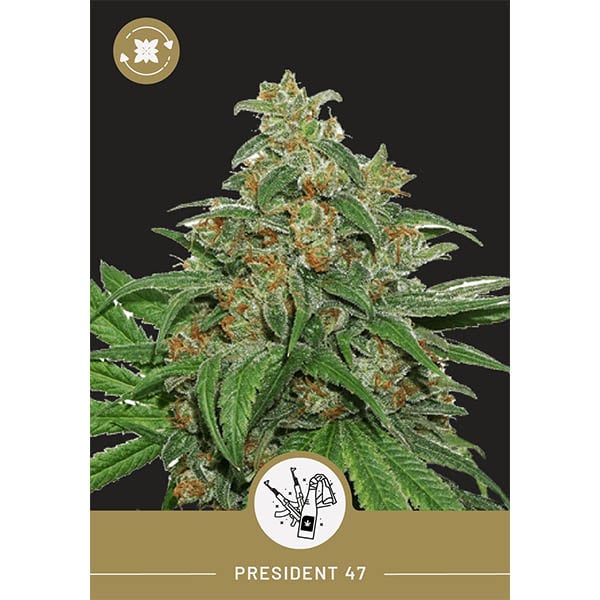 President Seeds – President 47 – Autoflower