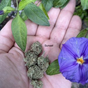 Greenhouz Bud – Sunset Sherbet (2g)