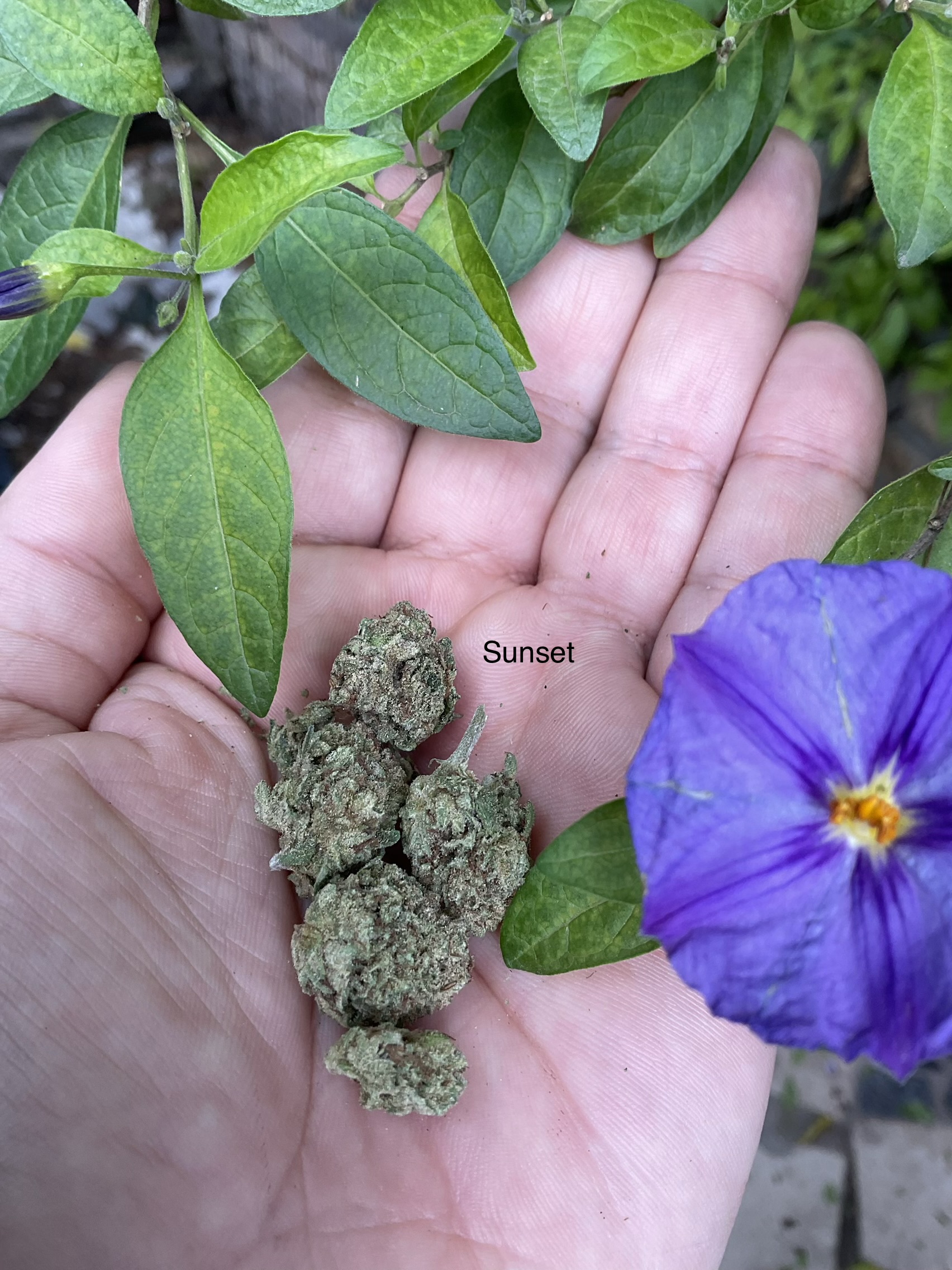 Greenhouz Bud – Sunset Sherbet (2g)