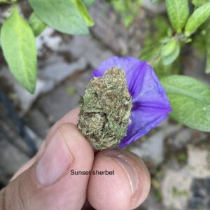 Greenhouz Bud – Sunset Sherbet (4g)