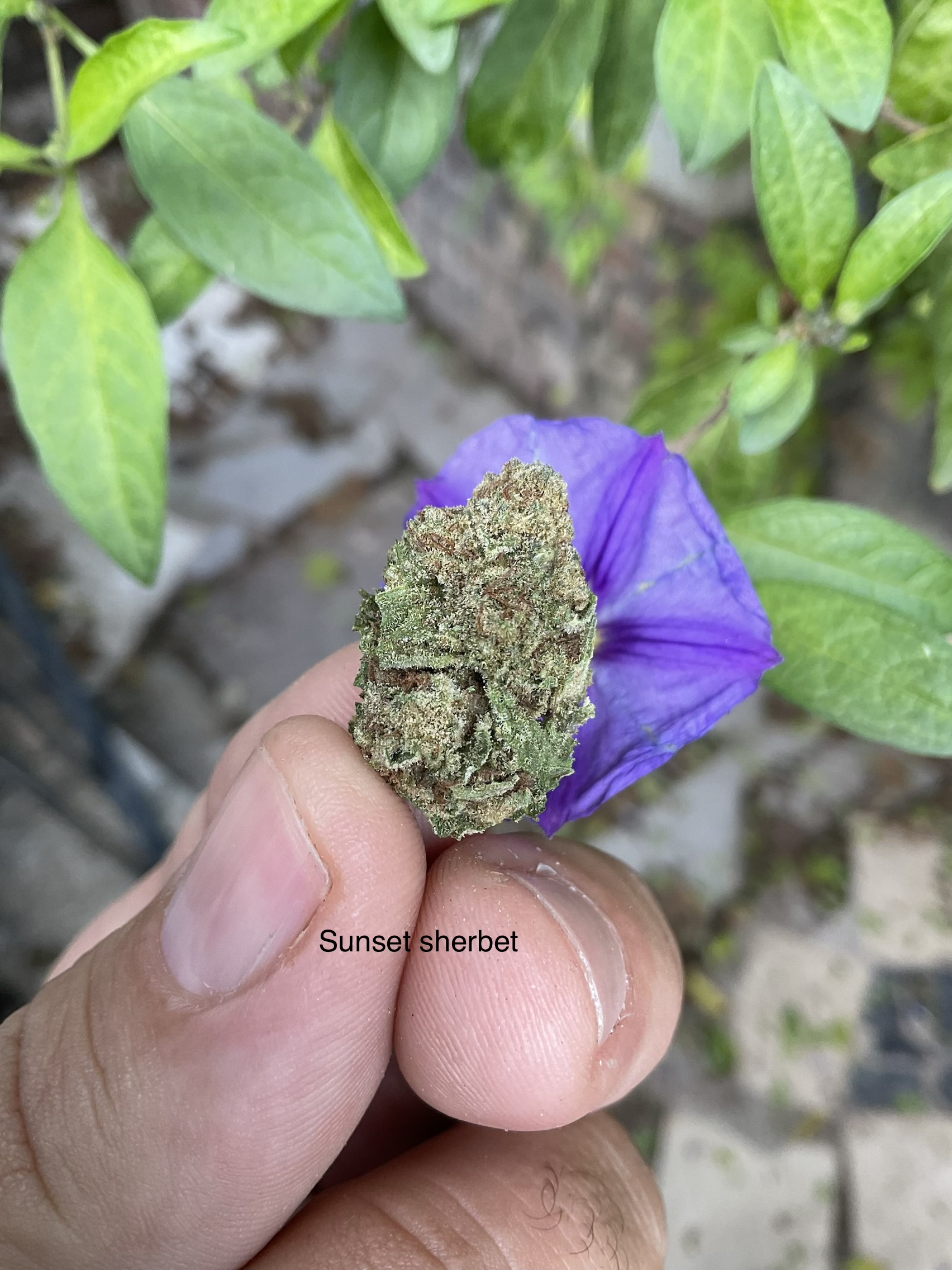 Greenhouz Bud – Sunset Sherbet (4g)