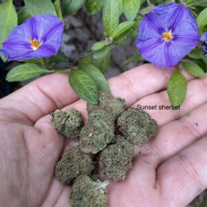 Greenhouz Bud – Sunset Sherbet (8g)