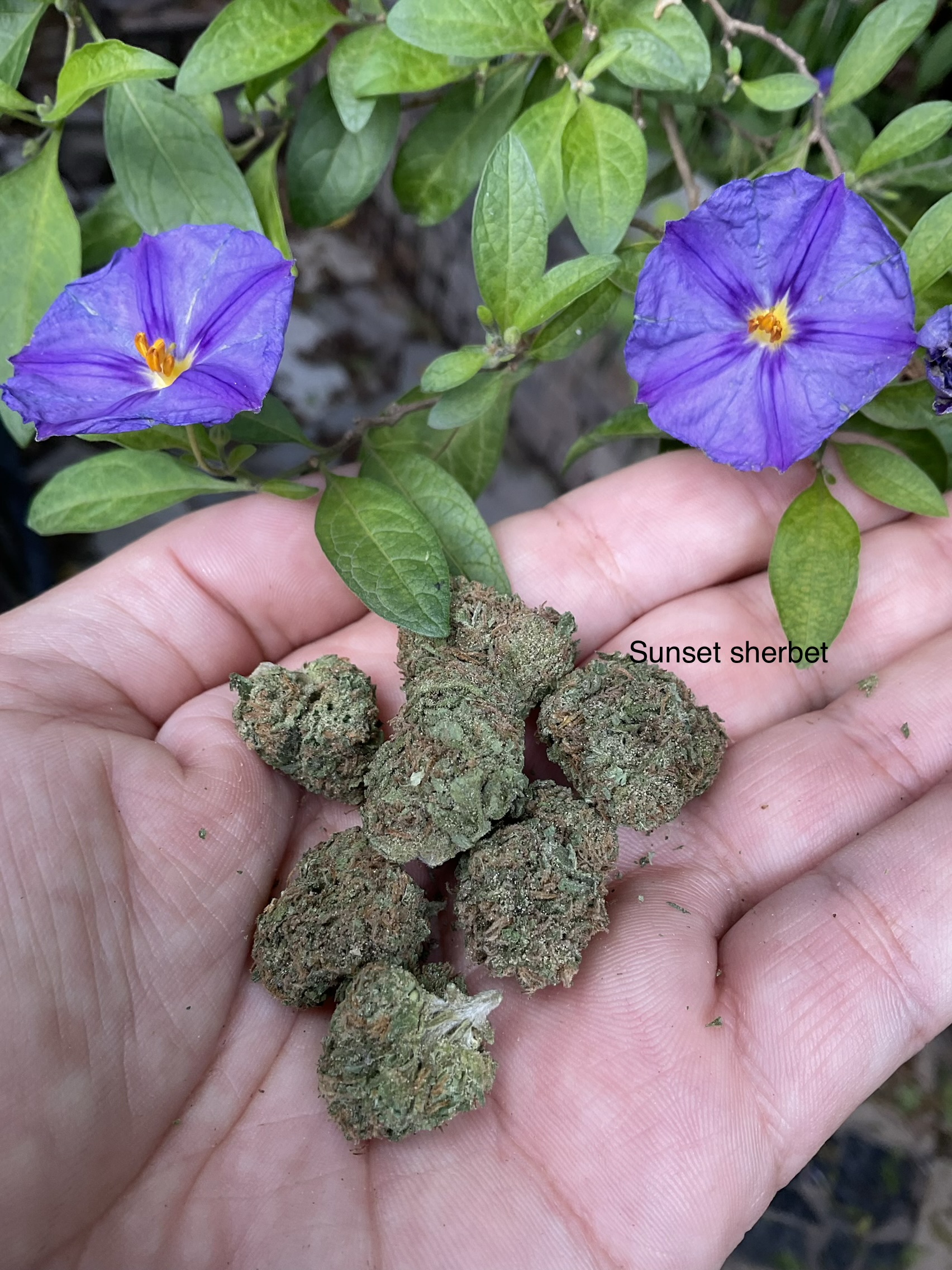 Greenhouz Bud – Sunset Sherbet (8g)
