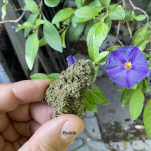 Budacheese (2g)