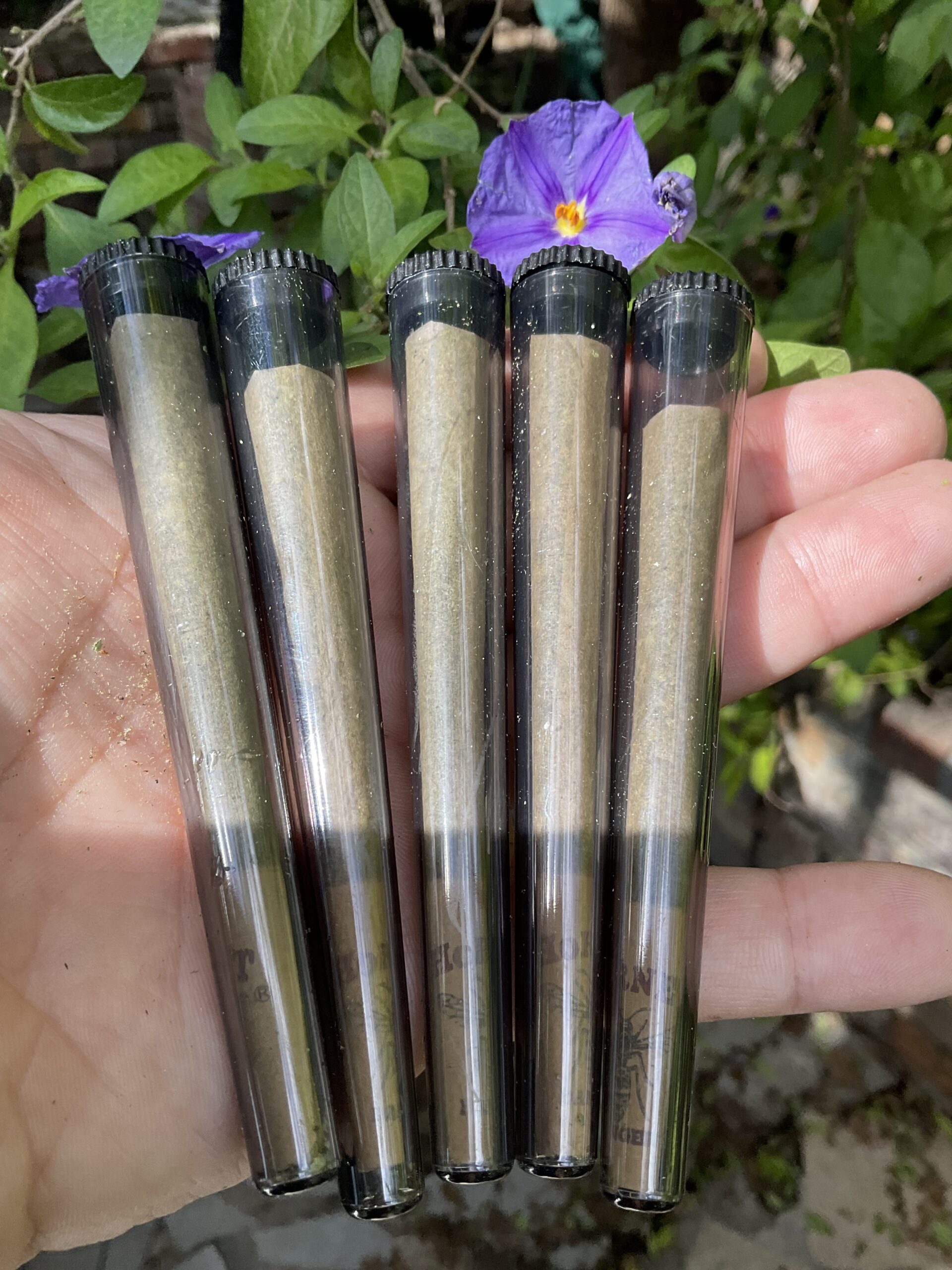 1 x Candy Cheese - Pre Roll - Image 3