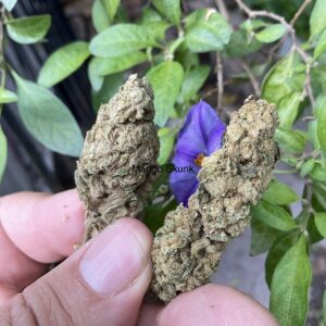 Mango Skunk (Best Heads) (8g)